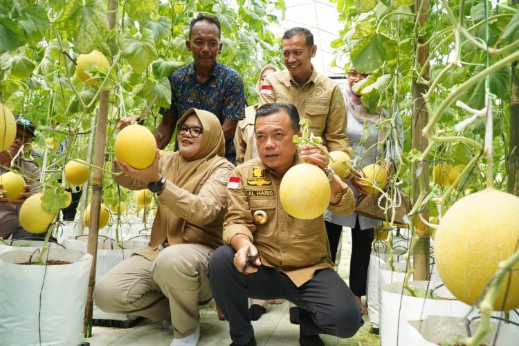 Gubernur Al Haris Panen Perdana Melon Premium di Tanjab Timur.(foto: dok.ist)