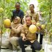 Gubernur Al Haris Panen Perdana Melon Premium di Tanjab Timur.(foto: dok.ist)